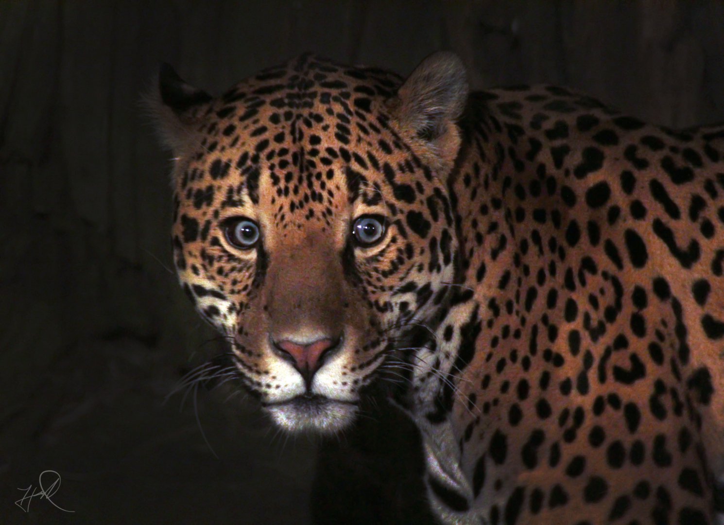 Oct. 2017 - Big Cat Country - Jaguar