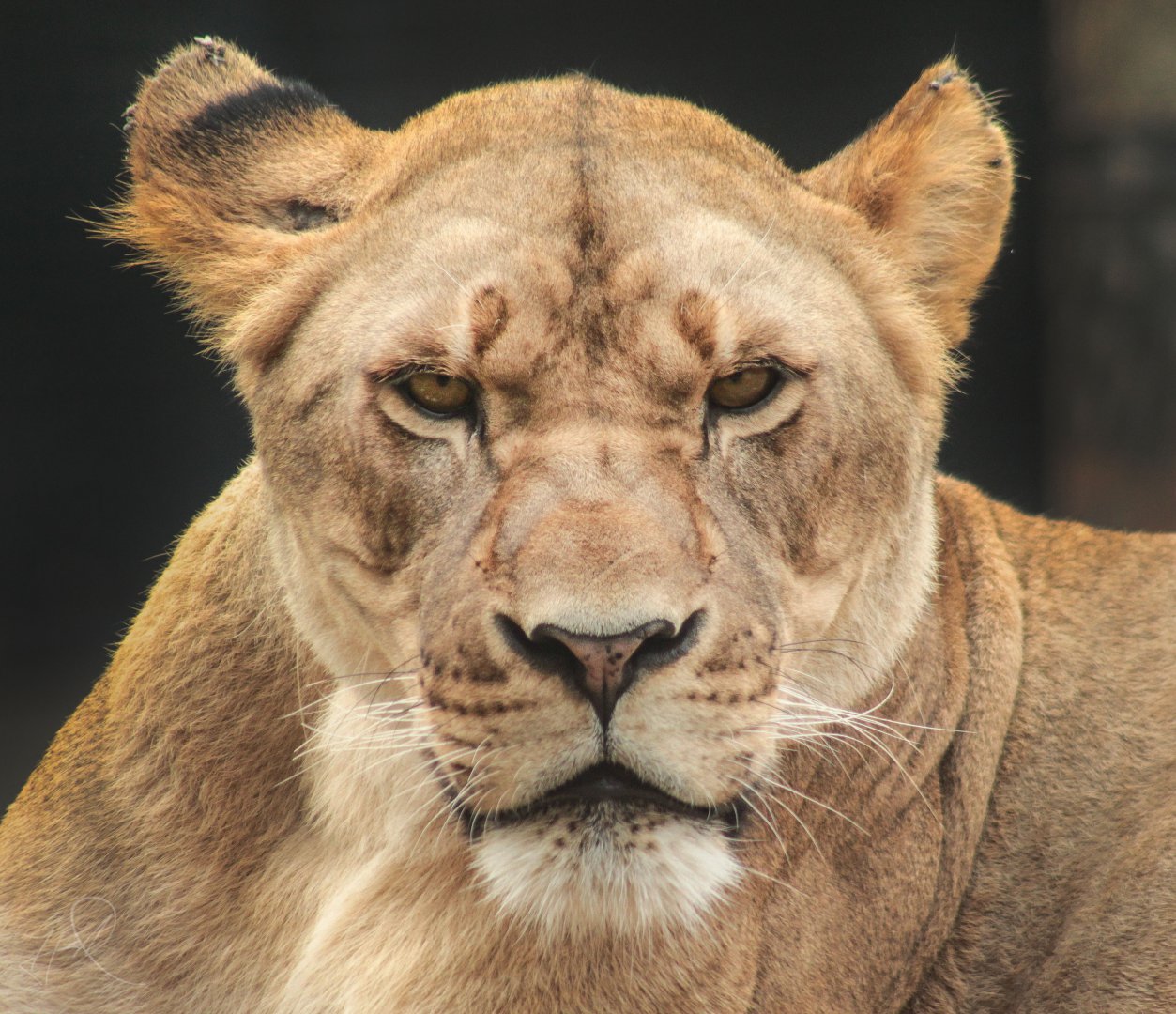 Oct. 2017 - Big Cat Country - Lioness