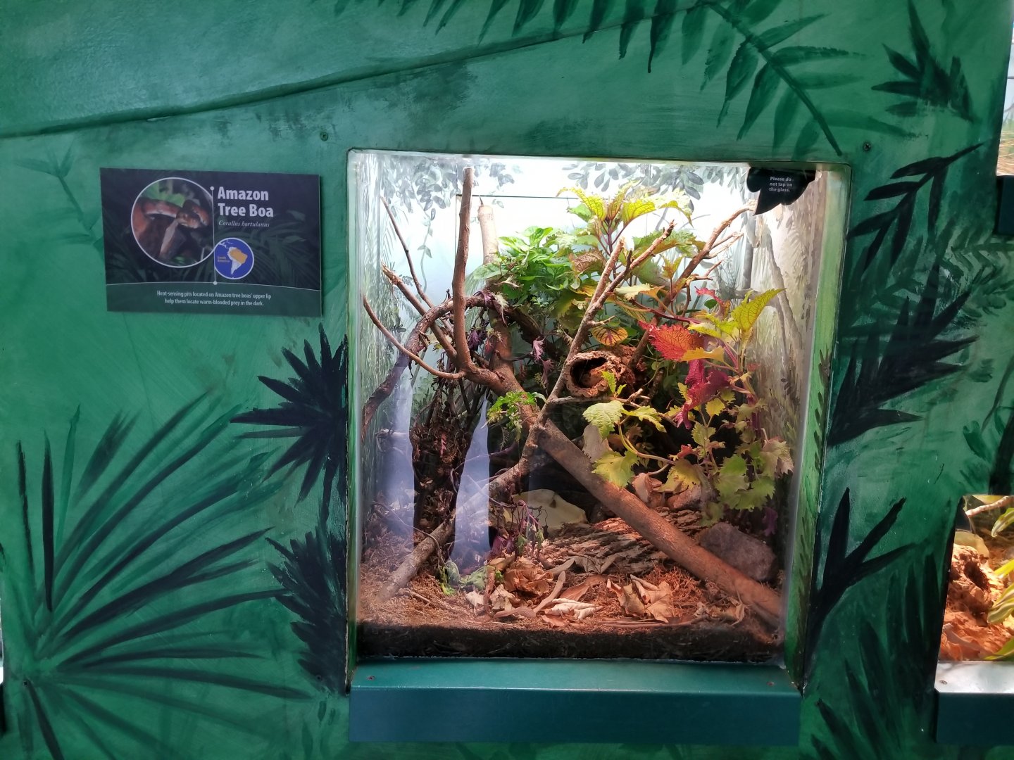 Oct. 2017 - Feathers and Scales - Amazon Tree Boa Exhibit