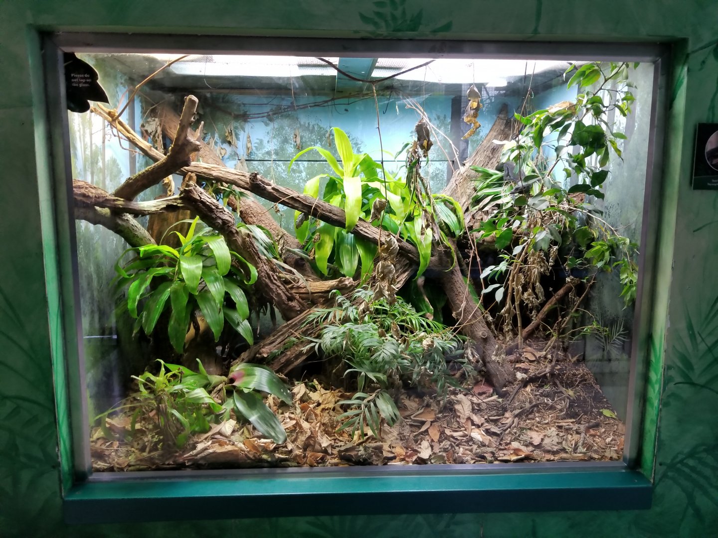 Oct. 2017 - Feathers and Scales - Black Tree Monitor Exhibit