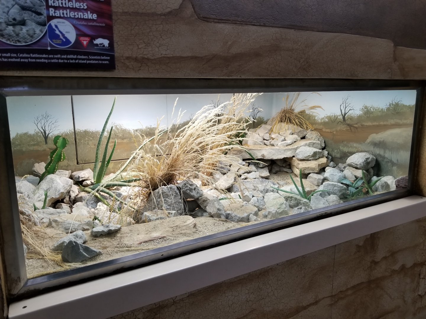 Oct. 2017 - Feathers and Scales - Catalina Island Rattleless Rattlesnake Exhibit