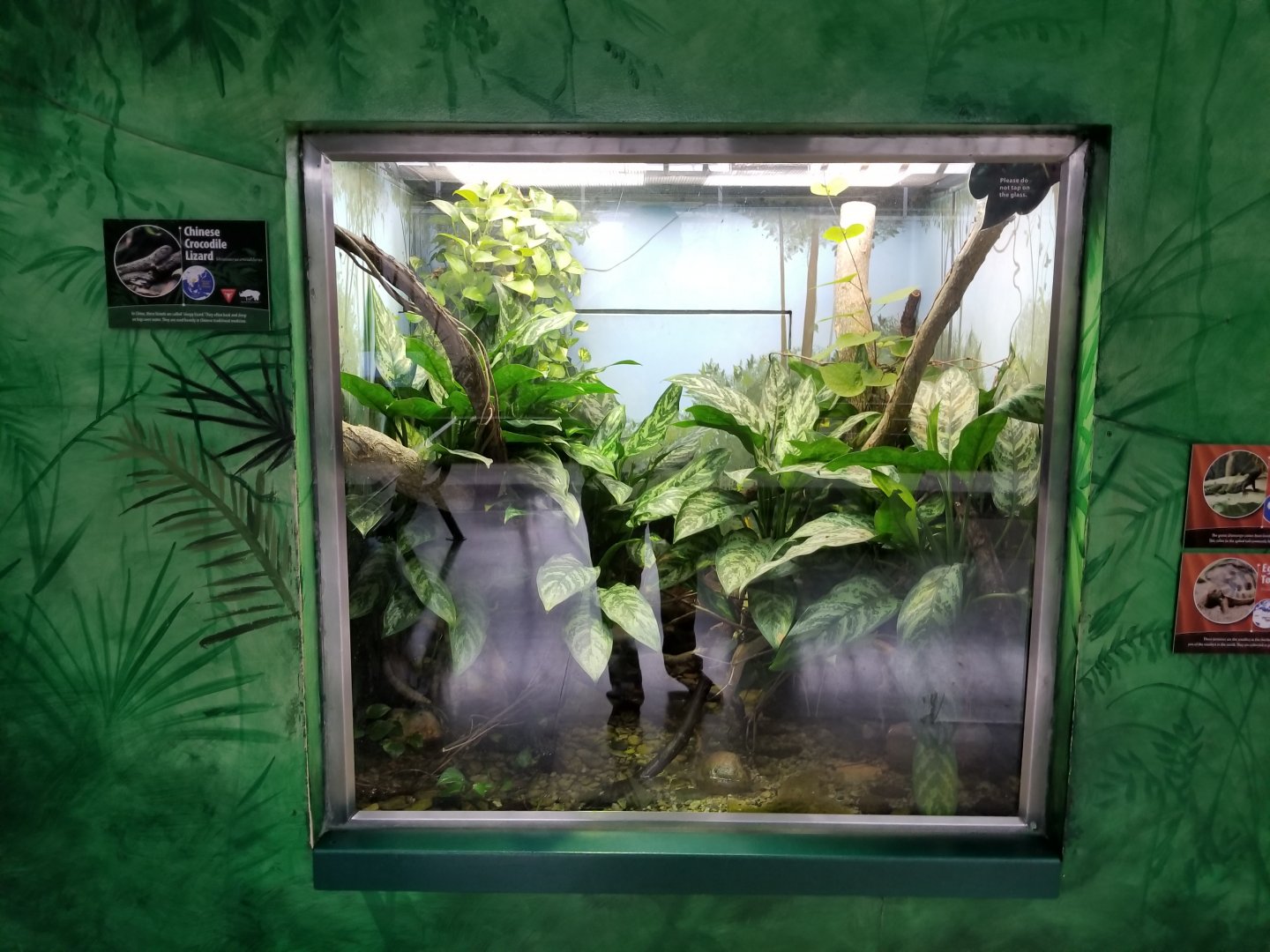 Oct. 2017 - Feathers and Scales - Chinese Crocodile Lizard Exhibit