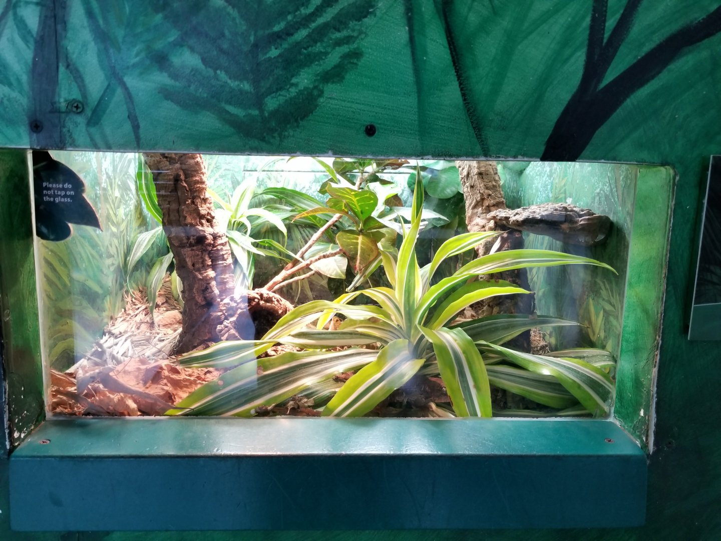 Oct. 2017 - Feathers and Scales - Halmahera Giant Gecko Exhibit