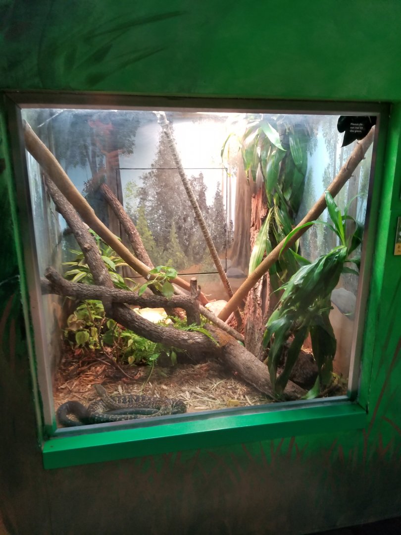 Oct. 2017 - Feathers and Scales - Jamaican Boa Exhibit