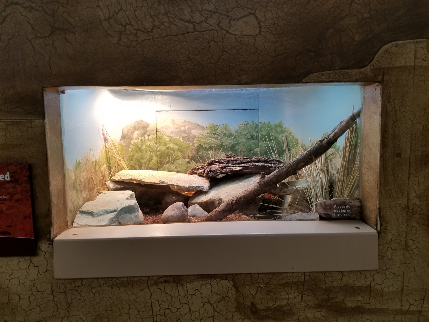 Oct. 2017 - Feathers and Scales - Knob-tailed Gecko Exhibit