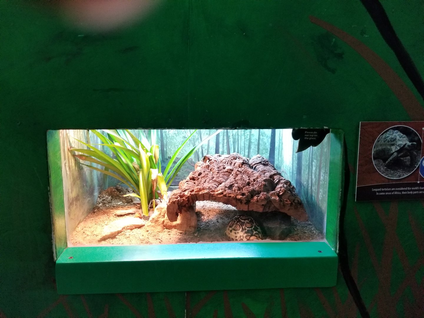 Oct. 2017 - Feathers and Scales - Leopard Tortoise Exhibit