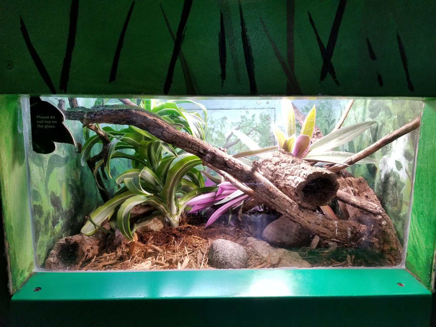 Oct. 2017 - Feathers and Scales - Rough Green Snake Exhibit