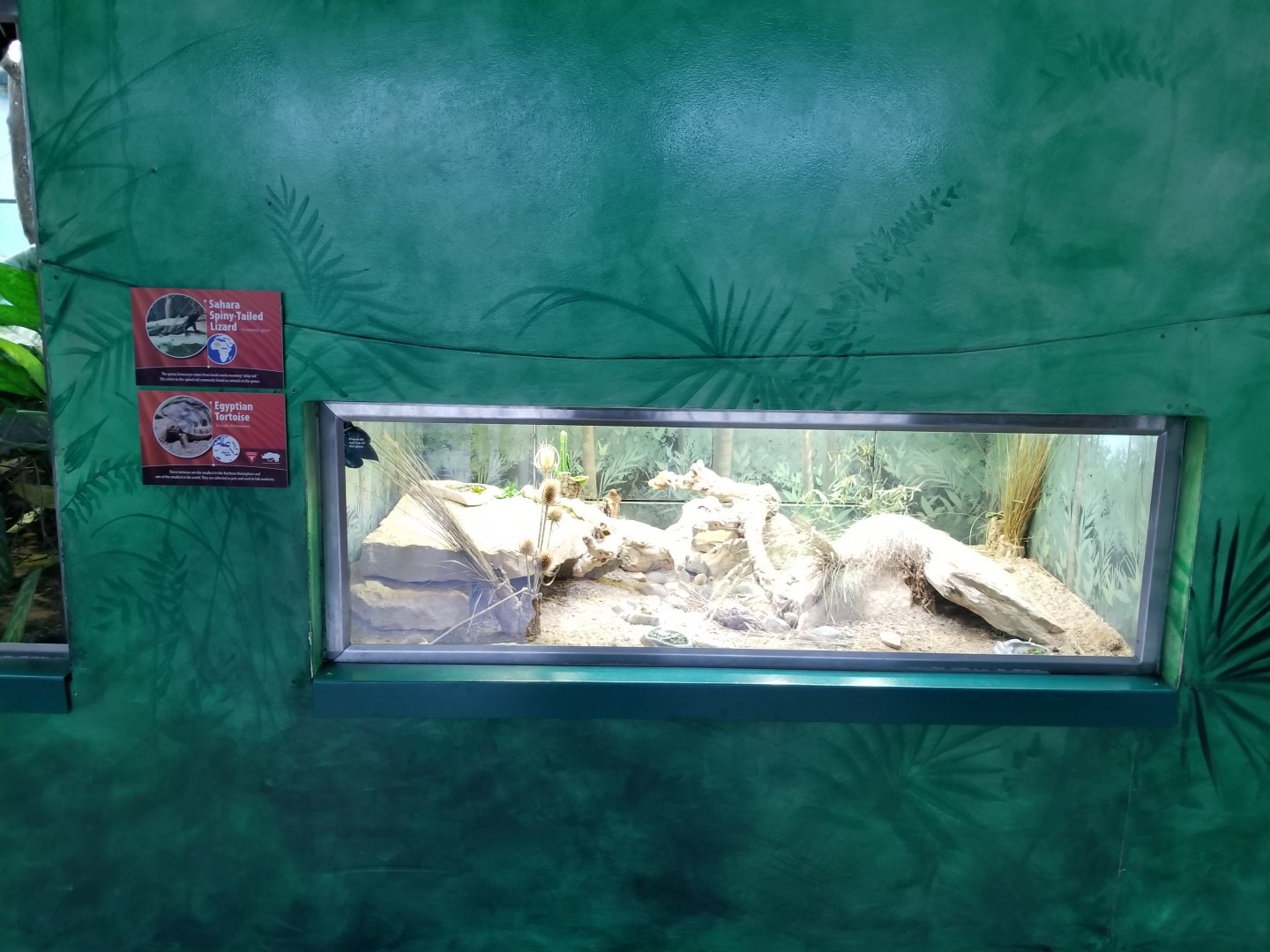 Oct. 2017 - Feathers and Scales - Sahara Spiny Tailed Lizard + Egpytian Tortoise Exhibit