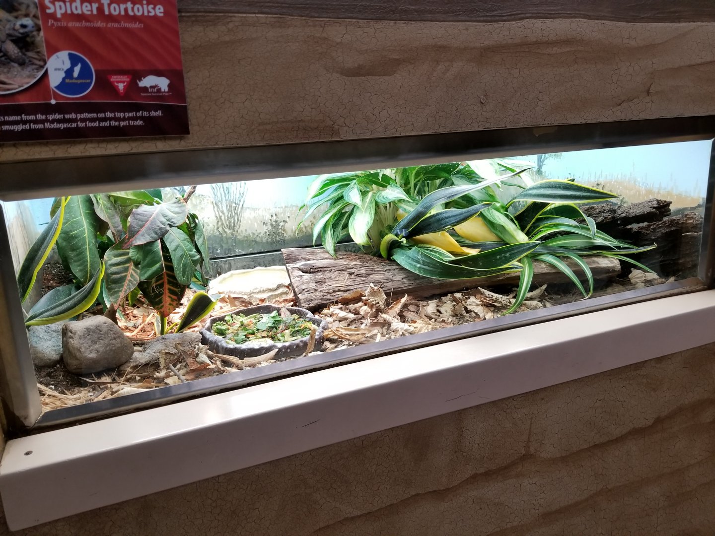 Oct. 2017 - Feathers and Scales - Spider Tortoise Exhibit