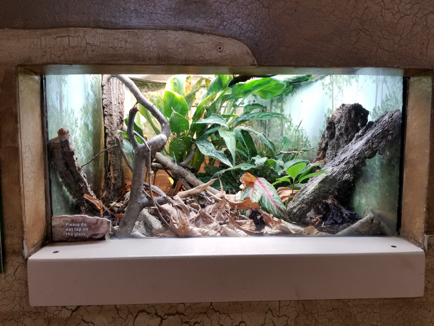 Oct. 2017 - Feathers and Scales - Turquoise Dwarf Gecko Exhibit