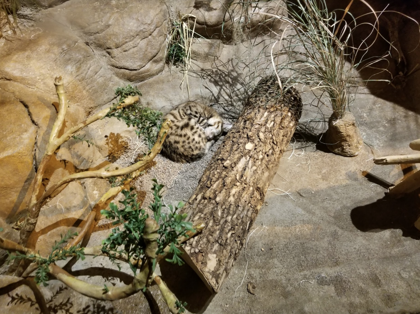 Oct. 2017 - Fragile Desert - Black-footed Cat