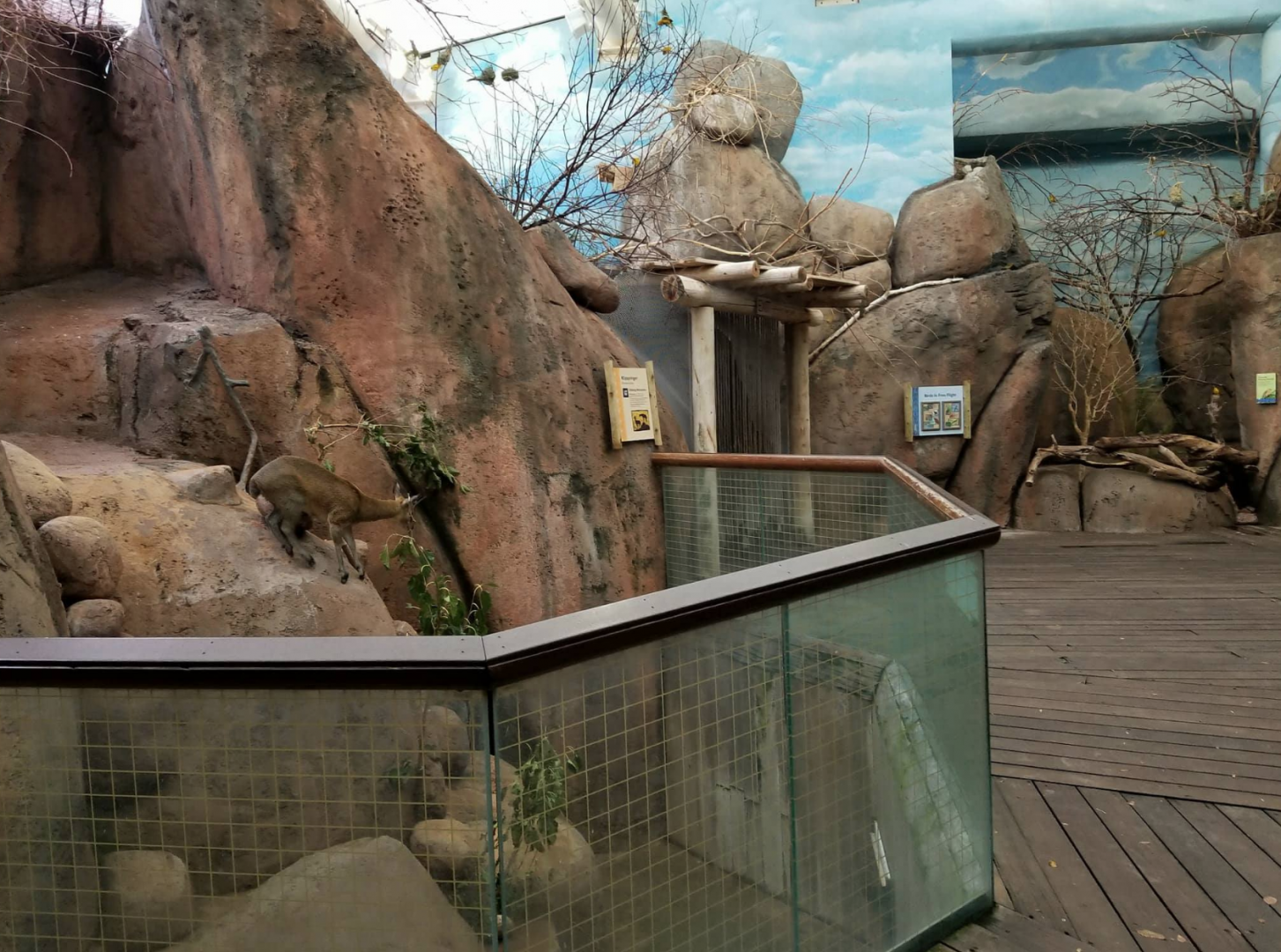 Oct. 2017 - Habitat Africa! The Savanna - Kopjie