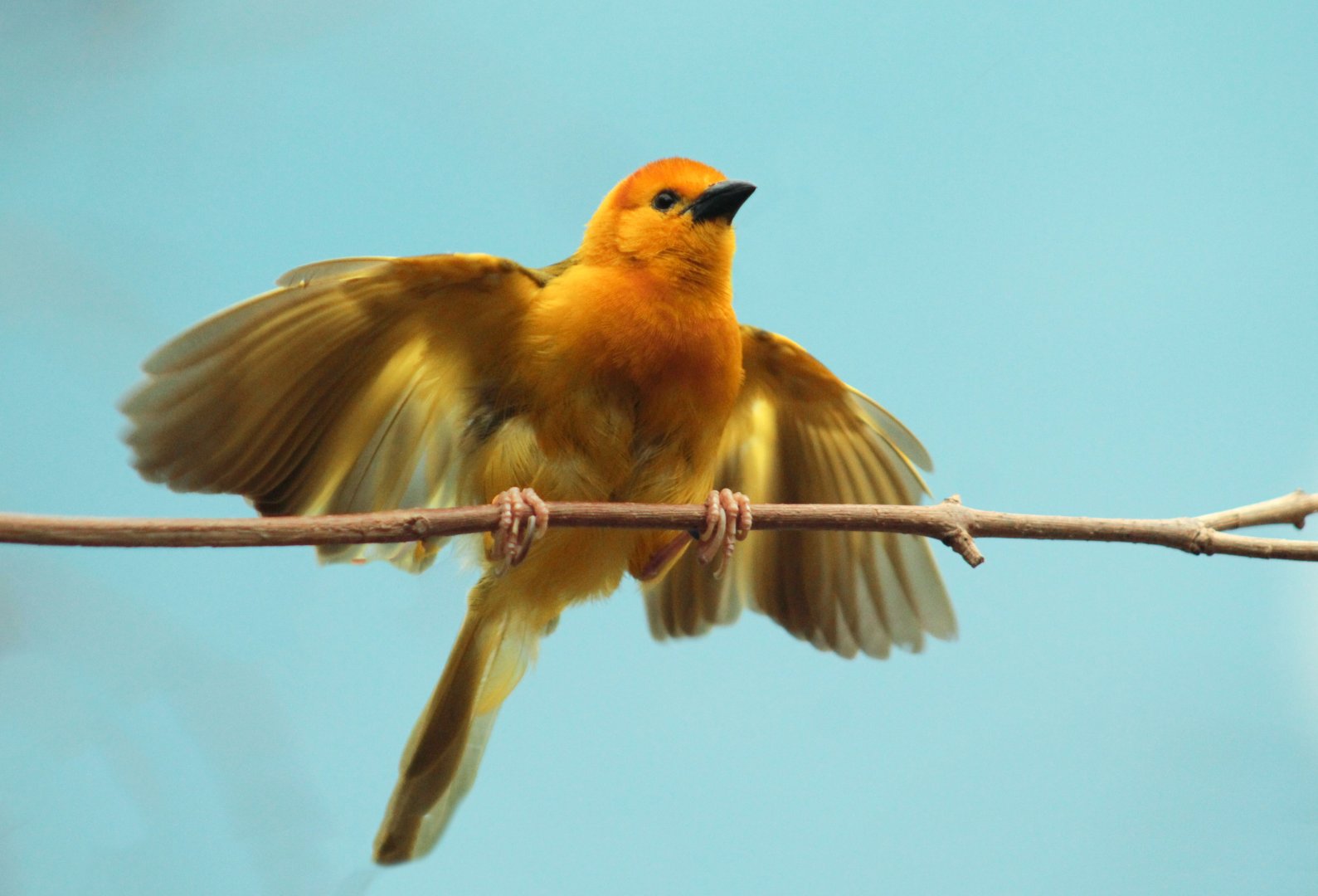 Oct. 2017 - Habitat Africa! The Savannah - Taveta Golden Weaver
