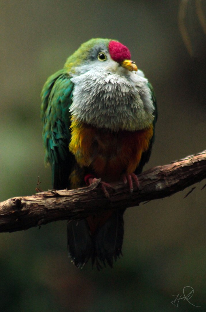 Oct. 2017 - Mahler Family Aviary - Beautiful Fruit Dove