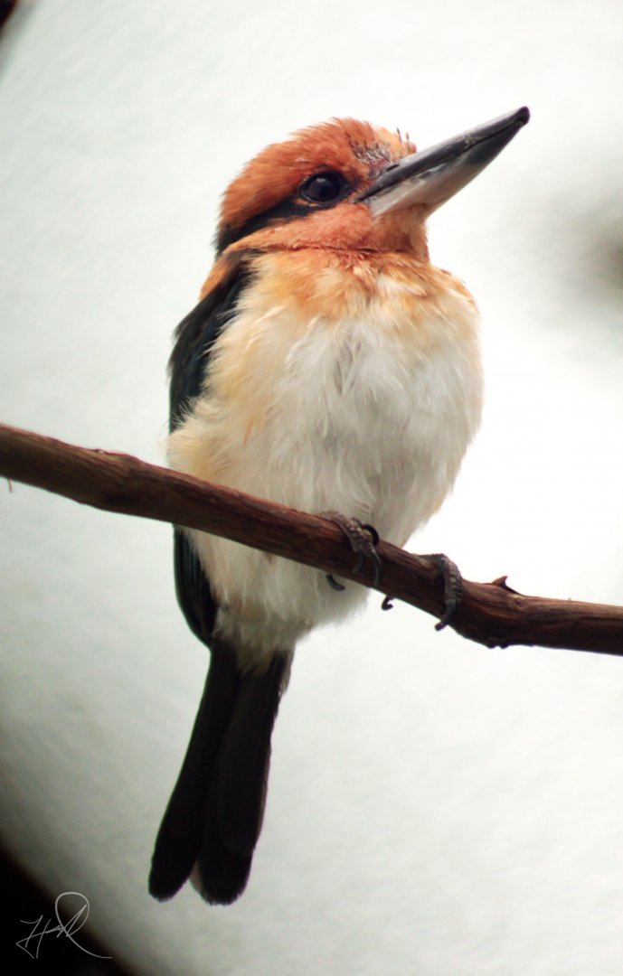 Oct. 2017 - Mahler Family Aviary - Micronesian Kingfisher