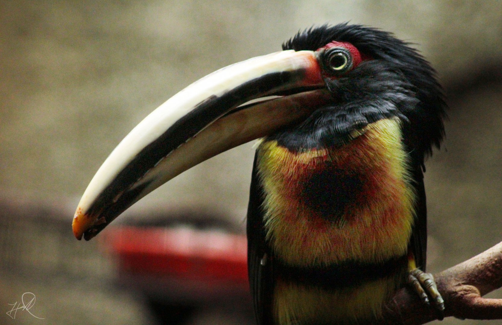 Oct. 2017 - Mahler Family Aviary - Pale-mandibled Aracari