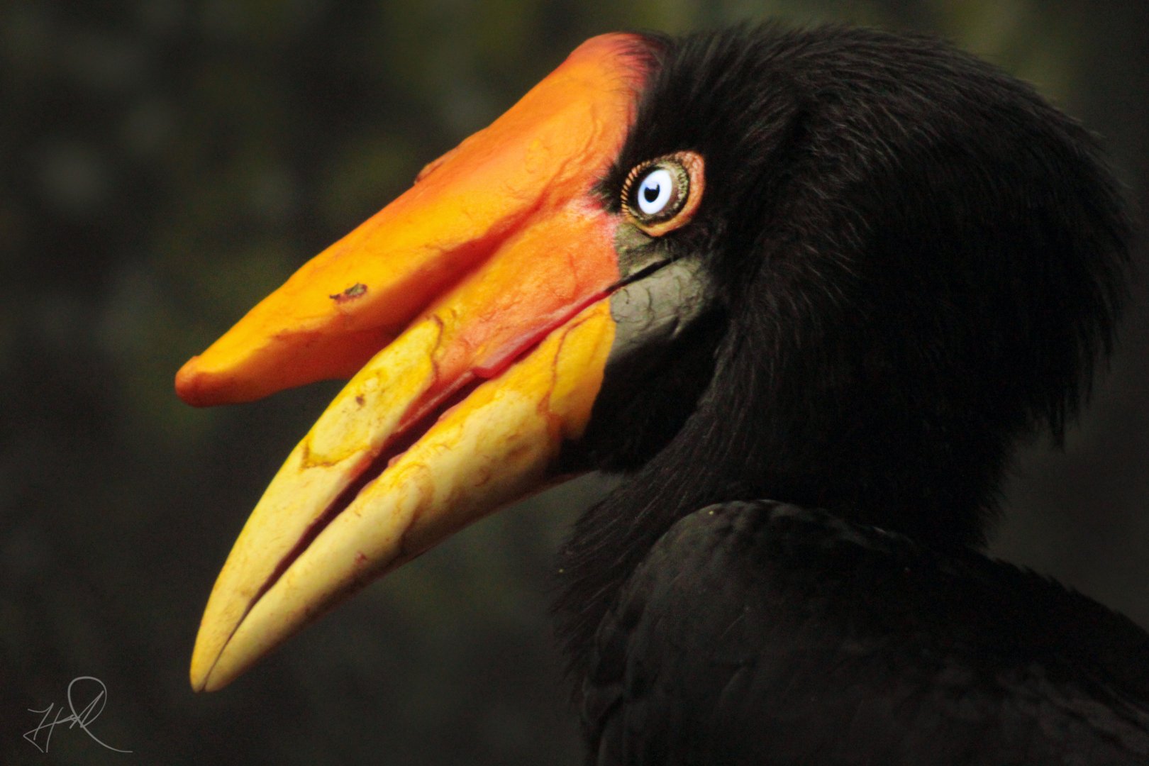 Oct. 2017 - Mahler Family Aviary - Rhinoceros Hornbill