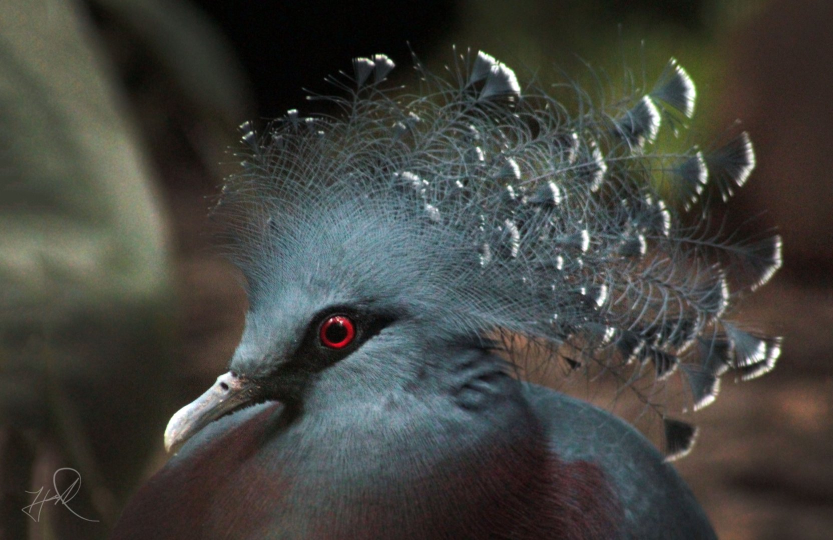 Oct. 2017 - Mahler Family Aviary - Victoria Crowned Pigeon