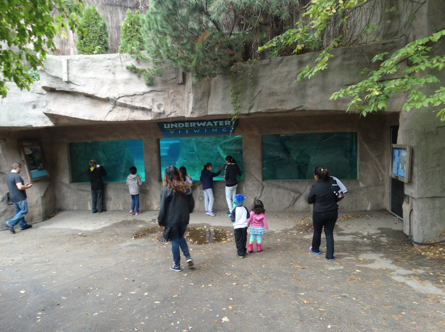 Oct. 2017 - North America - Polar Bear Underwater Viewing
