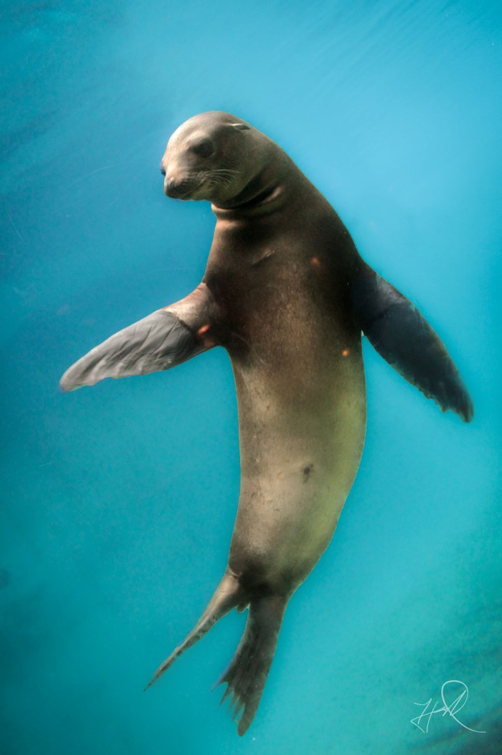 Oct. 2017 - Pinnipeds - California Sea Lion