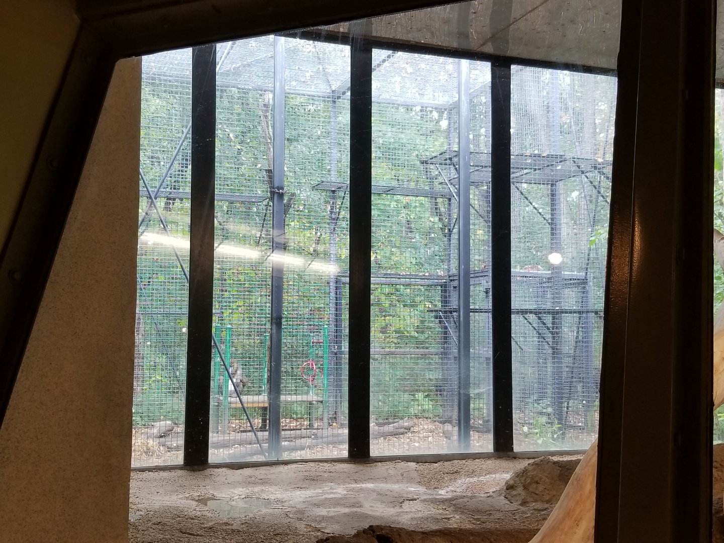 Oct. 2017 - Primates of the World - Outdoor Mandrill Exhibit