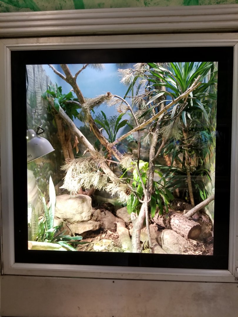 Oct. 2017 - Reptiles and Birds - Beaded Lizard Exhibit