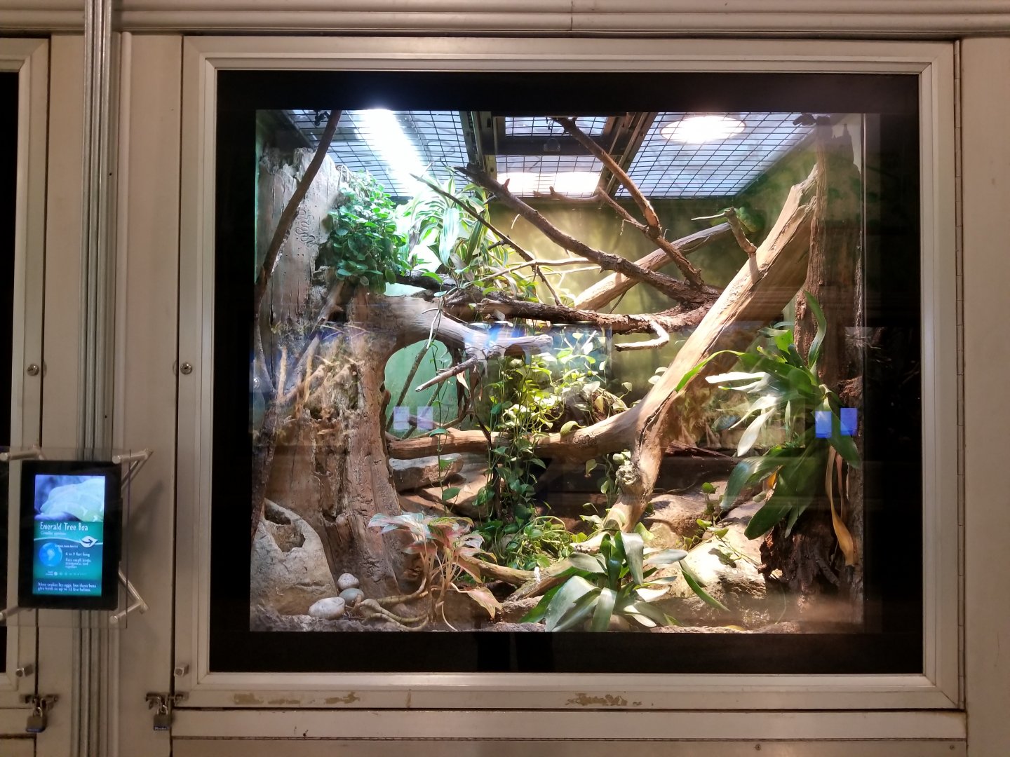 Oct. 2017 - Reptiles and Birds - Emerald Tree Boa/Smoky Jungle Frog Exhibit