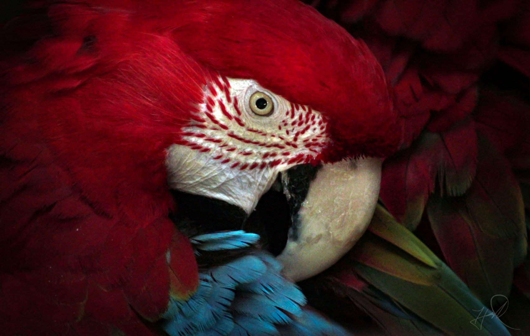 Oct. 2017 - Reptiles and Birds - Green-winged Macaw