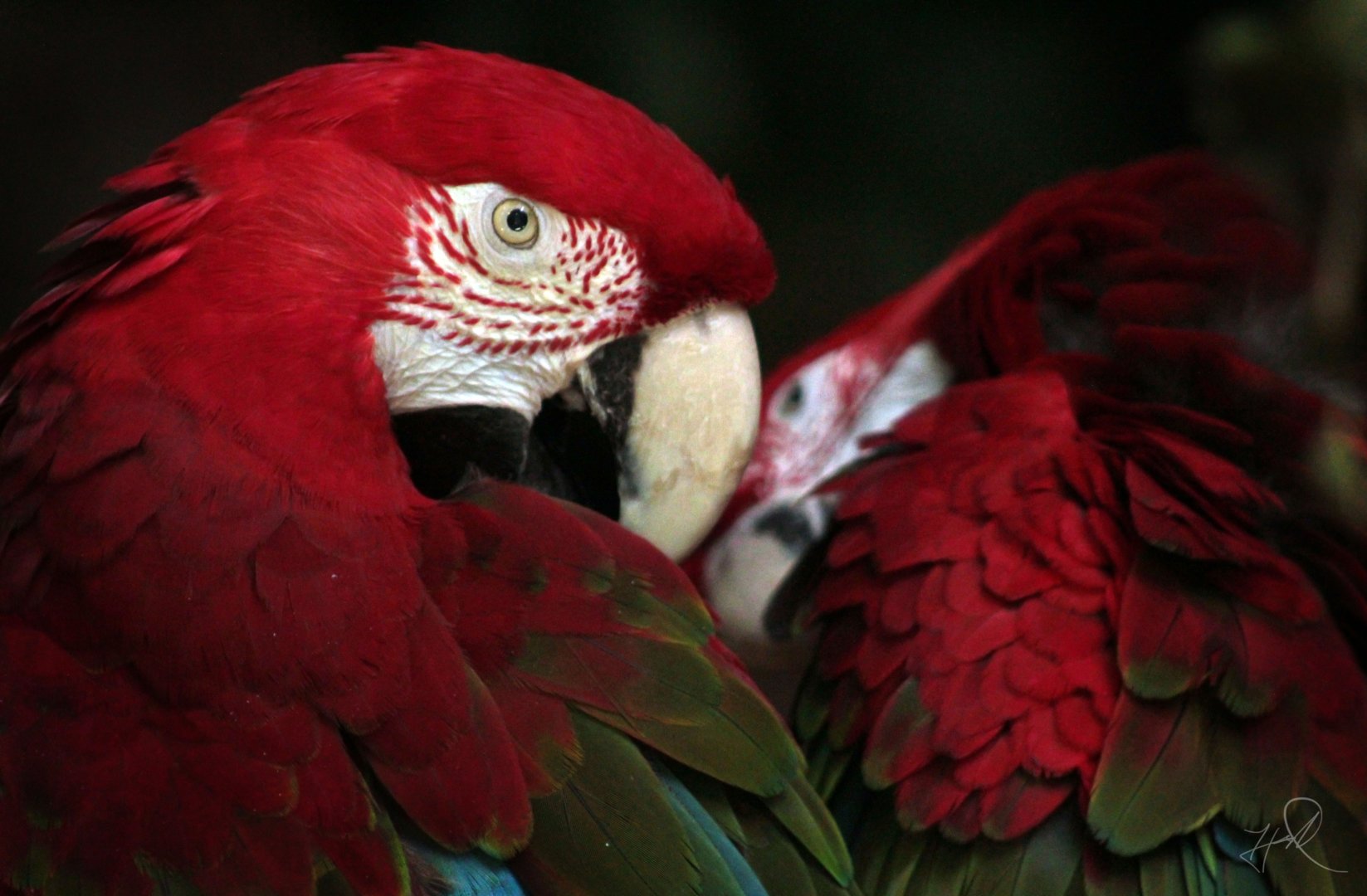 Oct. 2017 - Reptiles and Birds - Green-winged Macaws