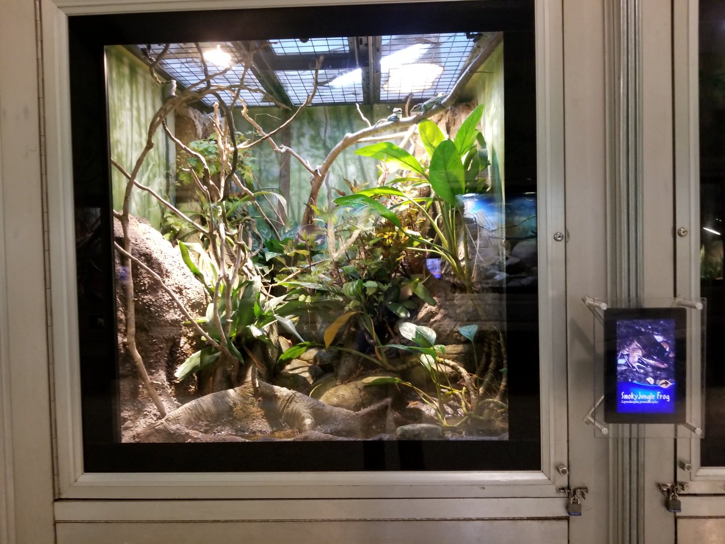 Oct. 2017 - Reptiles and Birds - Ornate Knight Ankle Exhibit