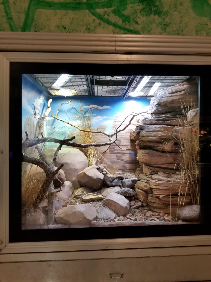 Oct. 2017 - Reptiles and Birds - San Estaban Island Chuckwalla Exhibit