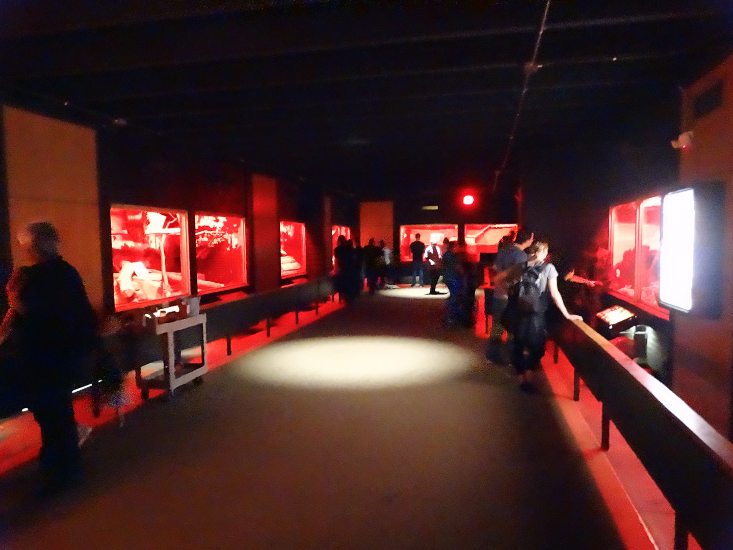 Oct. 2017 - Small Mammals - Animals of the Night