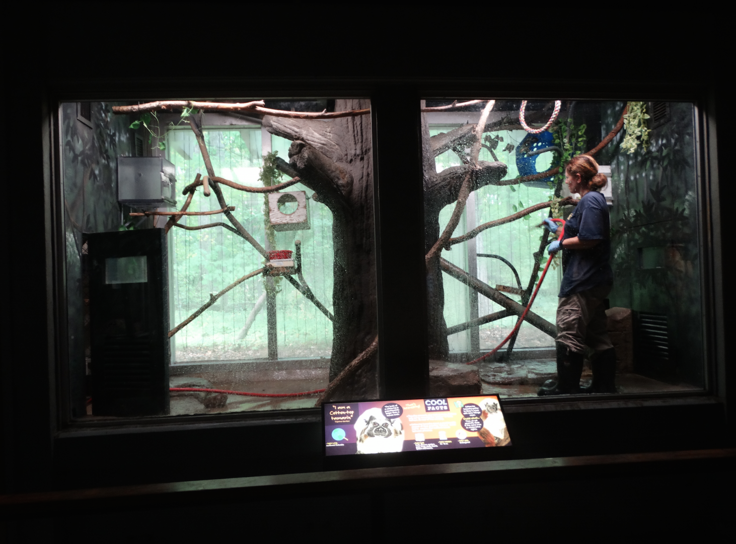Oct. 2017 - Small Mammals - Cotton Top Tamarin Exhibit