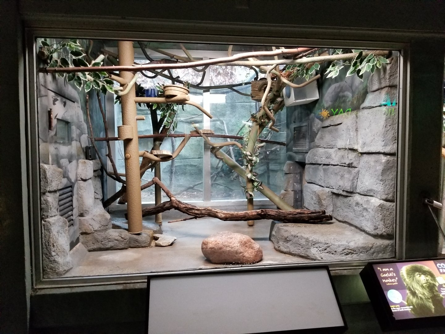 Oct. 2017 - Small Mammals - Goeldi's Monkey Exhibit