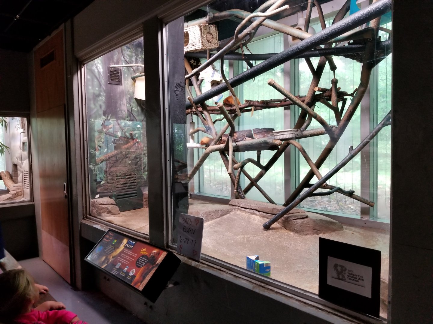 Oct. 2017 - Small Mammals - Golden Lion Tamarin Exhibit