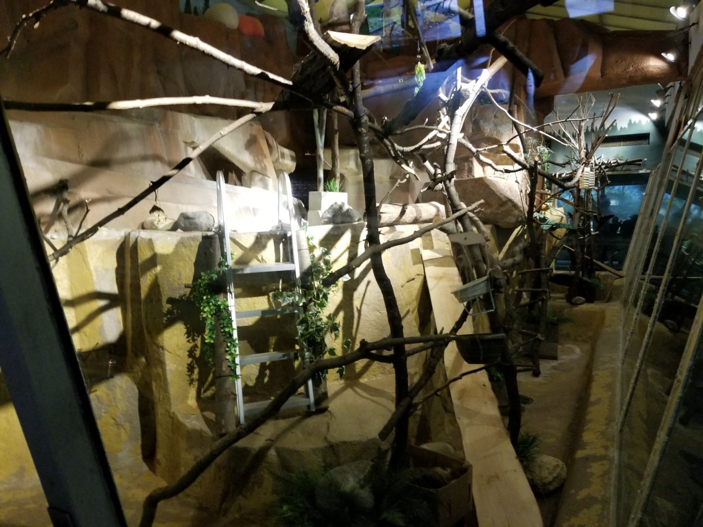 Oct. 2017 - Small Mammals - Linne's Two-toed Sloth Exhibit