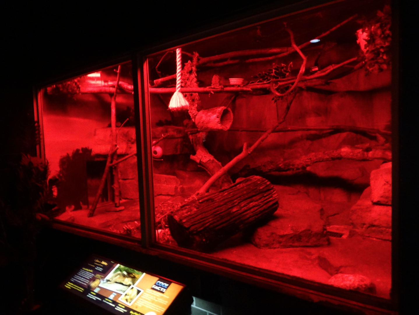 Oct. 2017 - Small Mammals - Mohol Bushbaby, Potto, Springhaas Exhibit (1 of 3)