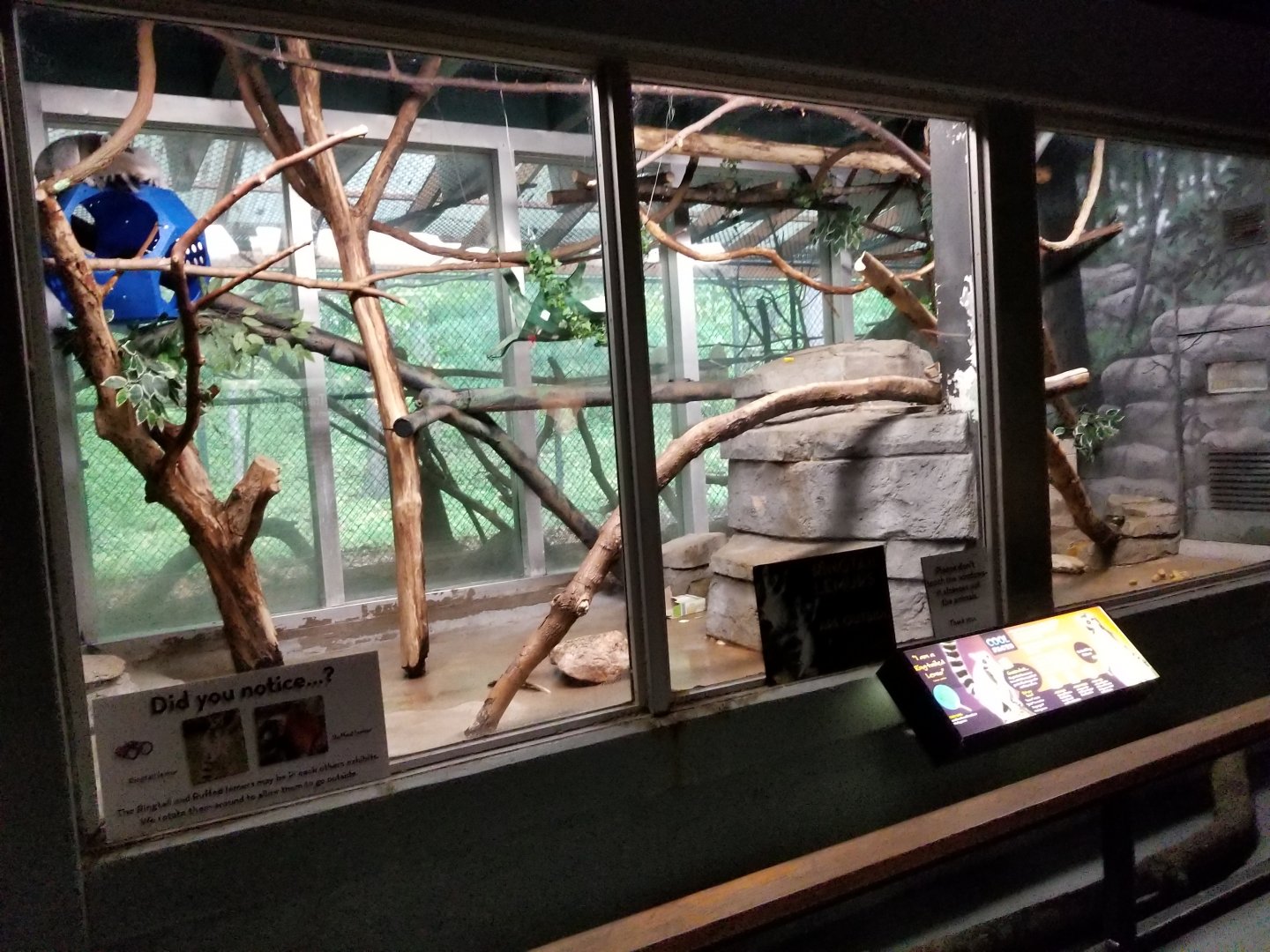 Oct. 2017 - Small Mammals - Ring-tailed Lemur Exhibit