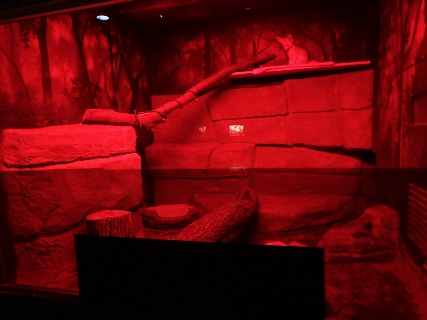 Oct. 2017 - Small Mammals - Third Fennec Fox Exhibit