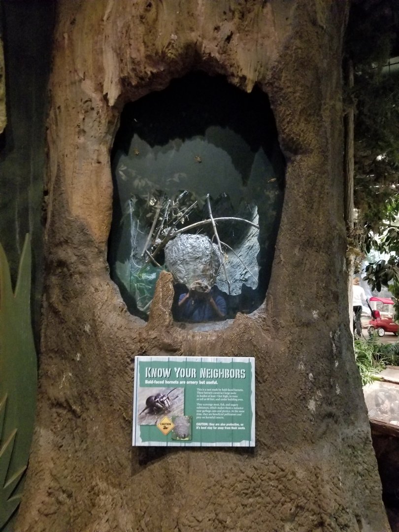 Oct. 2017 - The Swamp - Black-faced Hornet Exhibit