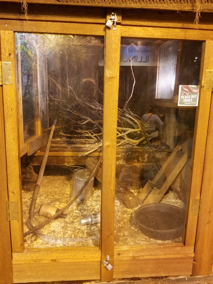 Oct. 2017 - The Swamp - Black Rat Snake Exhibit