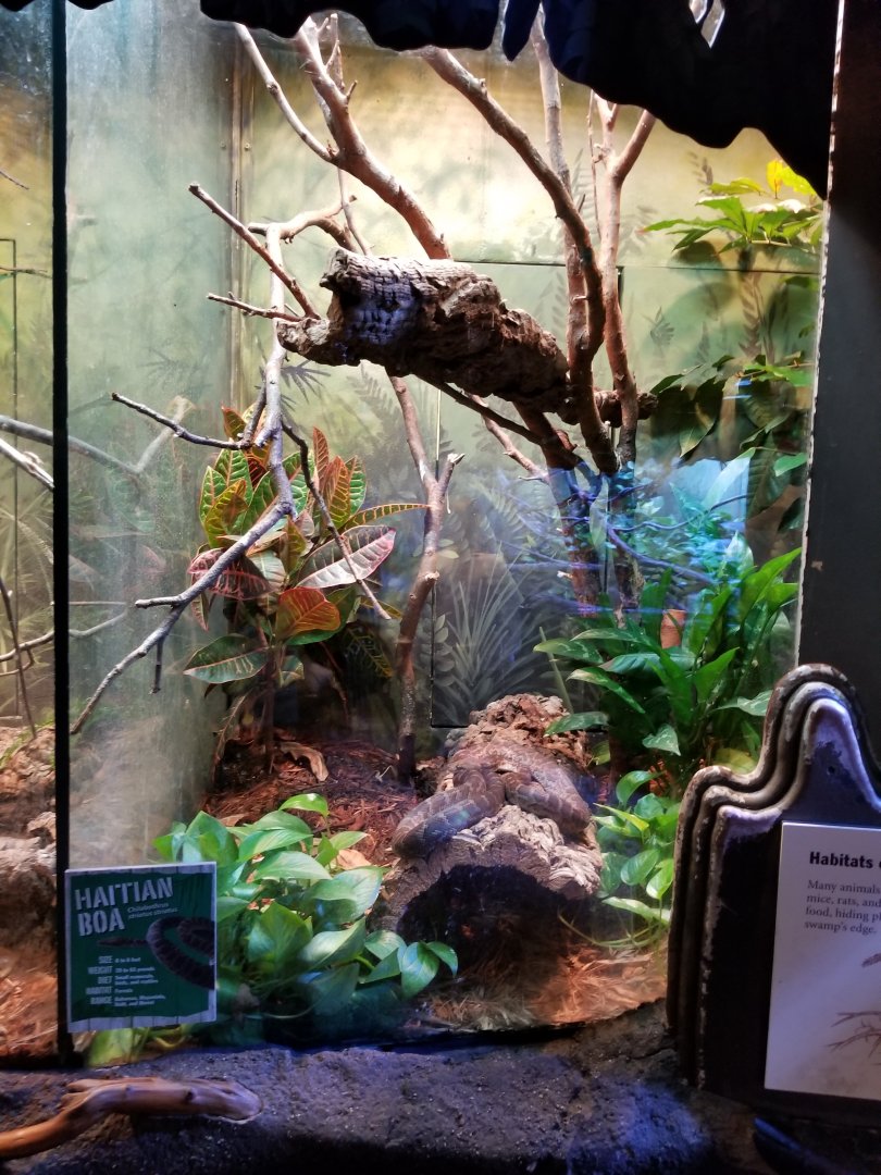 Oct. 2017 - The Swamp - Haitian Boa Exhibit