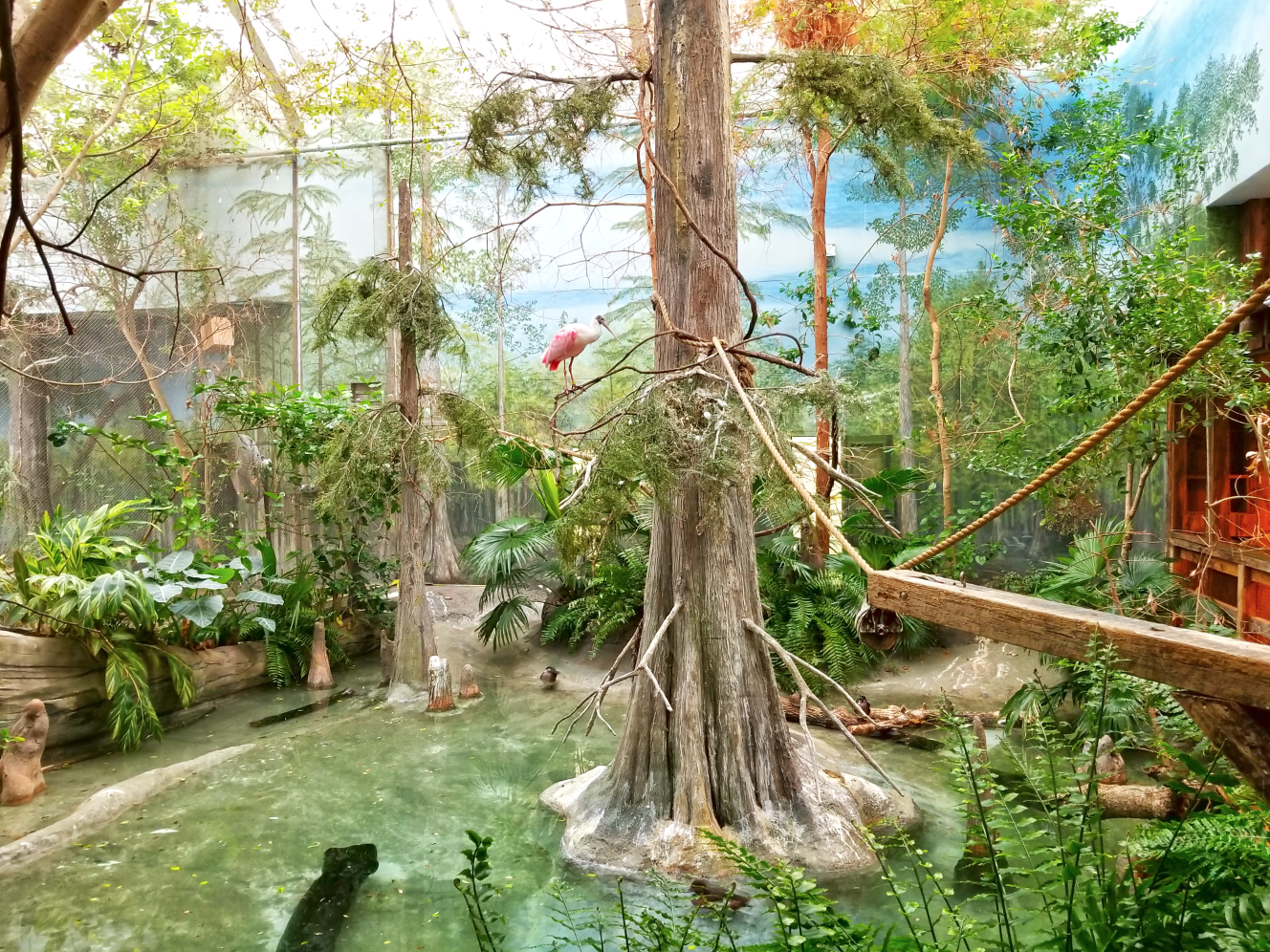 Oct. 2017 - The Swamp - Third Aviary (5 Species)