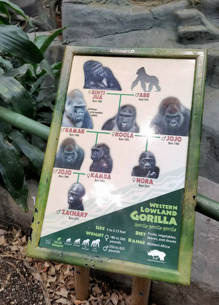 Oct. 2017 - Tropic World - Gorilla Family Tree