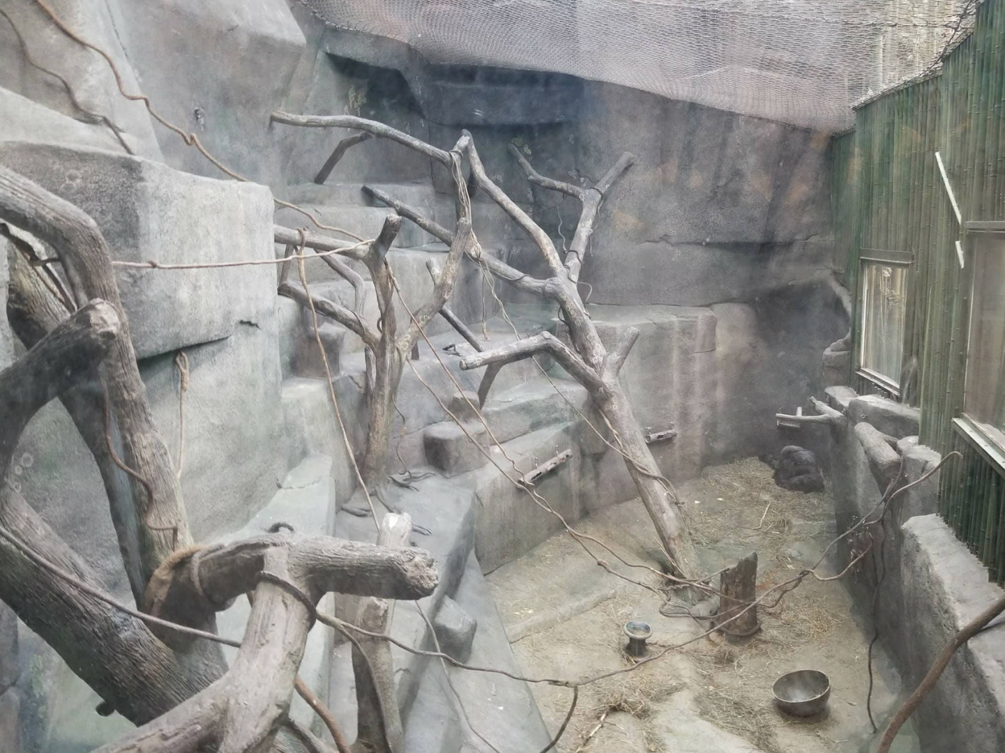 Oct. 2017 - Tropic World - Second Gorilla Exhibit