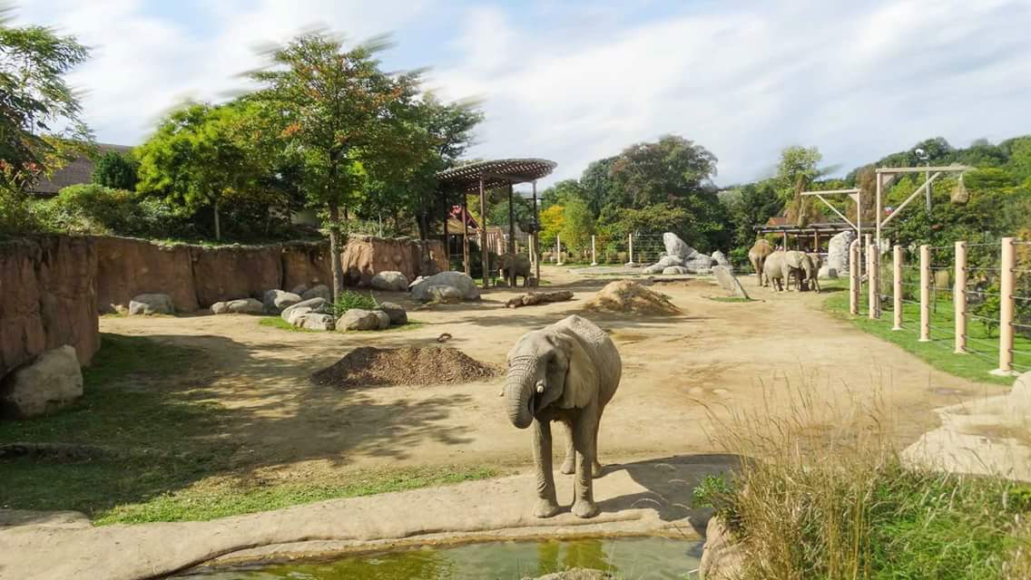 Oct. 2018 - African Elephant Crossing - Savanna Range (30,000 Sq. Ft. Exhibit)
