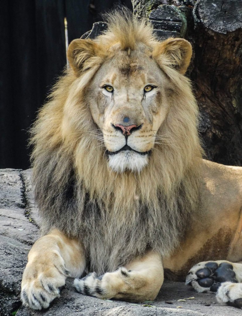 Oct. 2018 - African Savanna - Doc