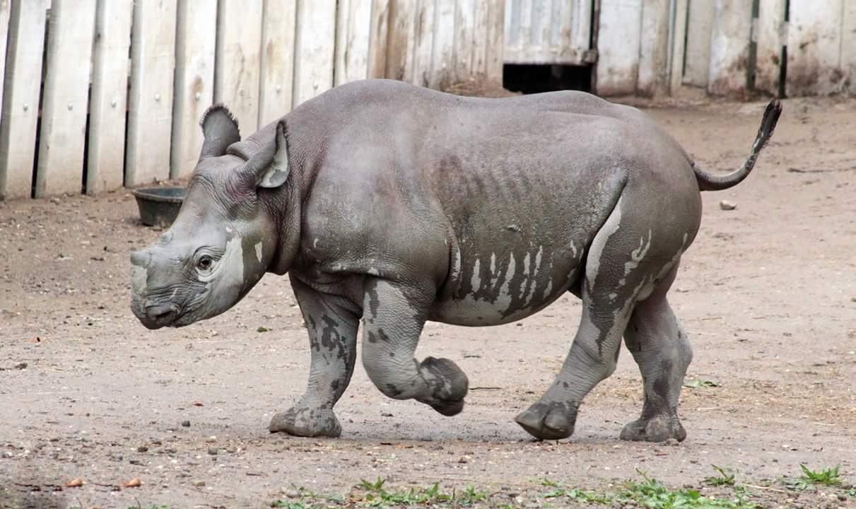 Oct. 2018 - African Savanna - Eastern Black Rhinoceros Calf