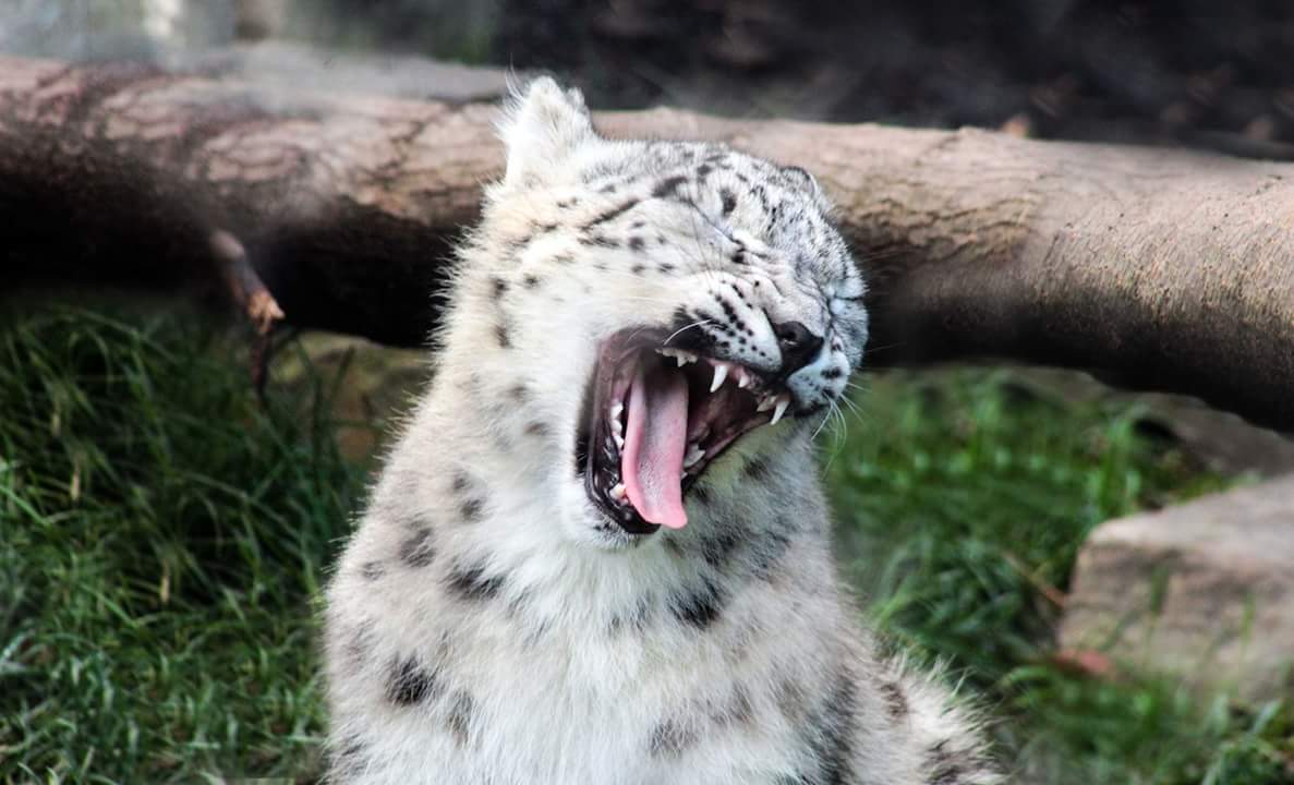Oct. 2018 - Asian Highlands (New! 2018) - Snow Leopard Cub