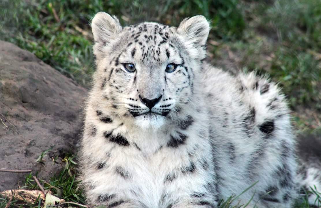 Oct. 2018 - Asian Highlands (New! 2018) - Snow Leopard Cub